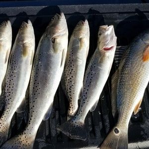 Meet your Posher, Steve